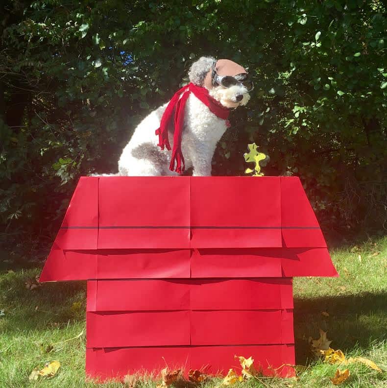 Dog Halloween Photo Contest Winners 2015 Edition Fidose of Reality