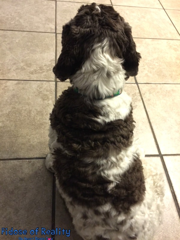 What To Do For a Dog With Kennel Cough Fidose of Reality