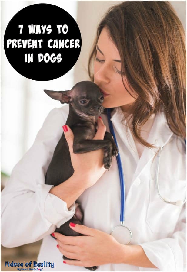 7 Ways to Prevent Cancer in Dogs Fidose of Reality
