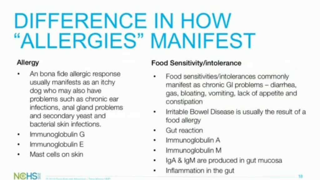 How Can I Help My Dog With Allergies? Fidose of Reality