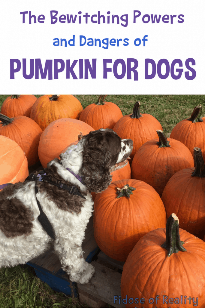 Is Pumpkin Good For Dogs Or Is It Dangerous? Fidose of Reality