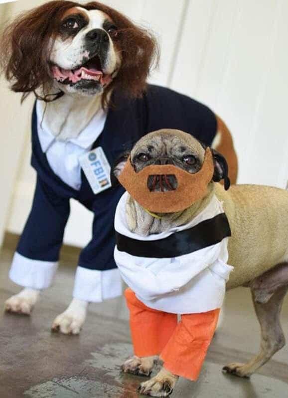 Dog Halloween Photo Contest Winners 2016 Fidose of Reality