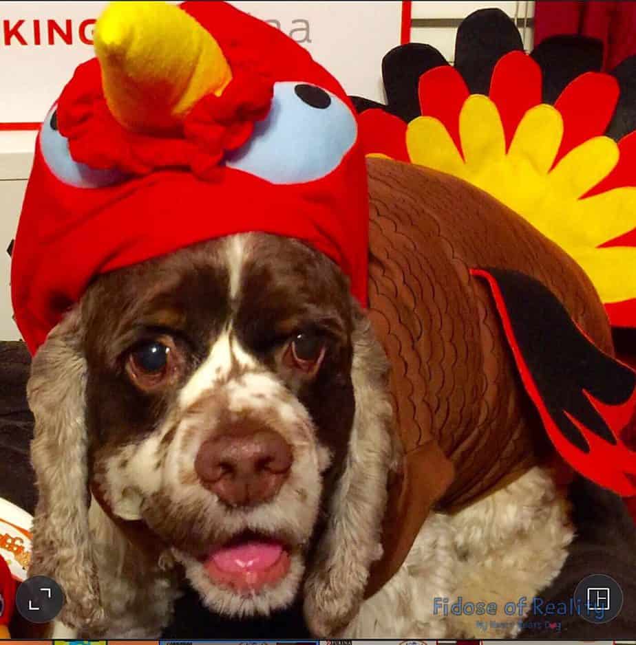 How Dogs Can Celebrate Thanksgiving Fidose of Reality