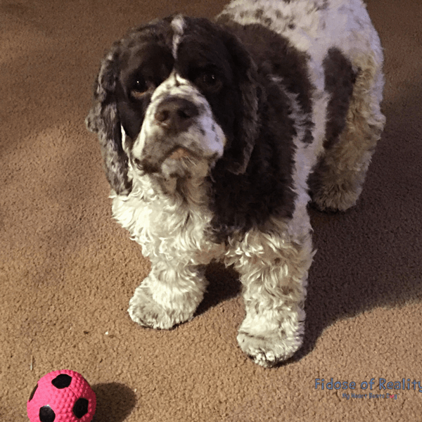 Help If You Can’t Afford Your Dog Medical Bill Fidose of Reality