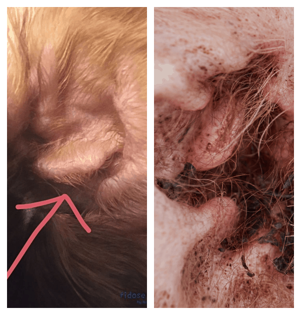 Cocker Spaniel Ear Infection Treatment Plus Prevention Fidose of Reality