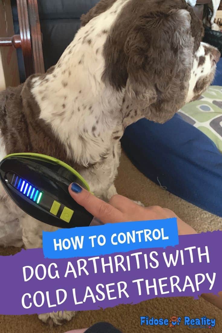 How To Relieve Arthritis Pain With Cold Laser Therapy For Dogs Fidose of Reality