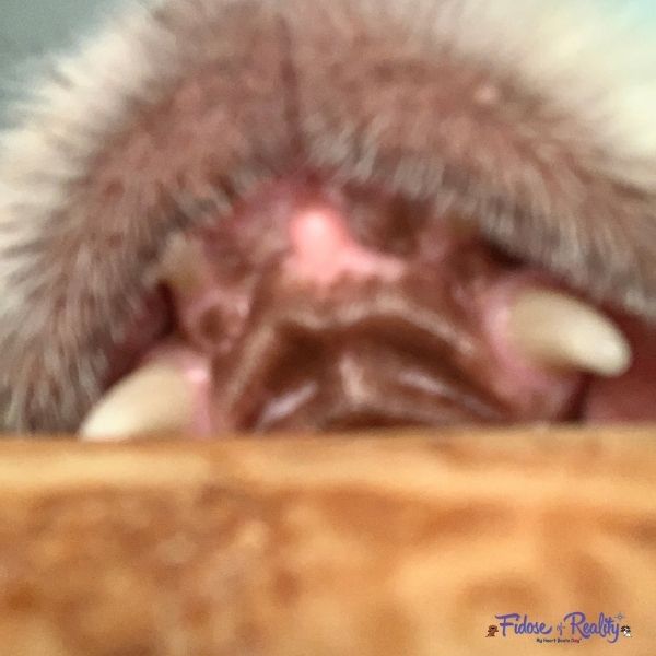 Dog Parent Guide to Lumps on a Dog Fidose of Reality