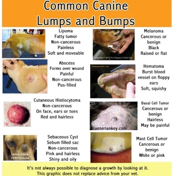 Can Lipomas On Dogs Burst