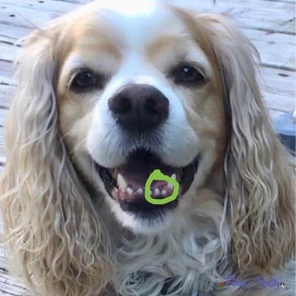 Dog Parent Guide to Lumps on a Dog Fidose of Reality