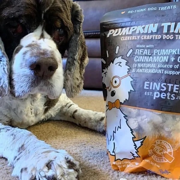 Can You Give Dogs Pumpkin Everyday