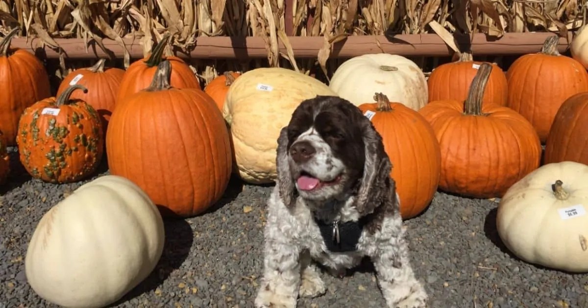 Is Pumpkin Good For Dogs Or Is It Dangerous? Fidose of Reality