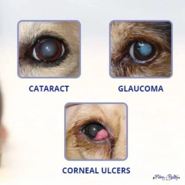 Cocker Spaniel Surgical And Nonsurgical Options Fidose of