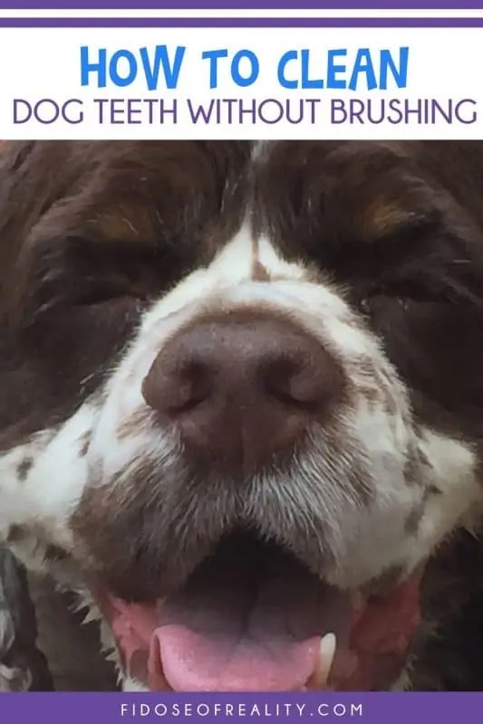 How To Clean Dog Teeth Without Brushing Fidose of Reality