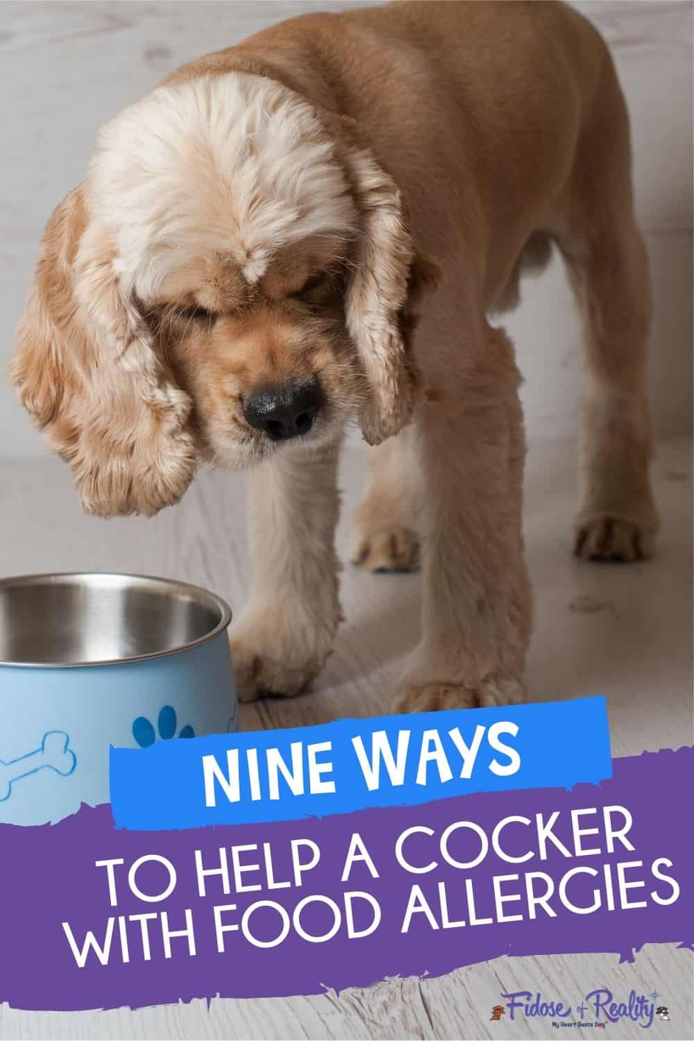 9 Ways To Help A Cocker Spaniel With Food Allergies Fidose of Reality