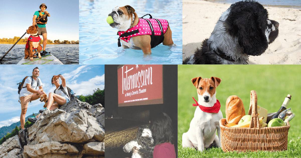 25 Ideas For Summer Fun With Your Dog Fidose of Reality