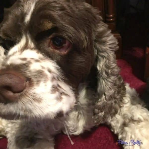 Can Dogs Take Benadryl For Cough