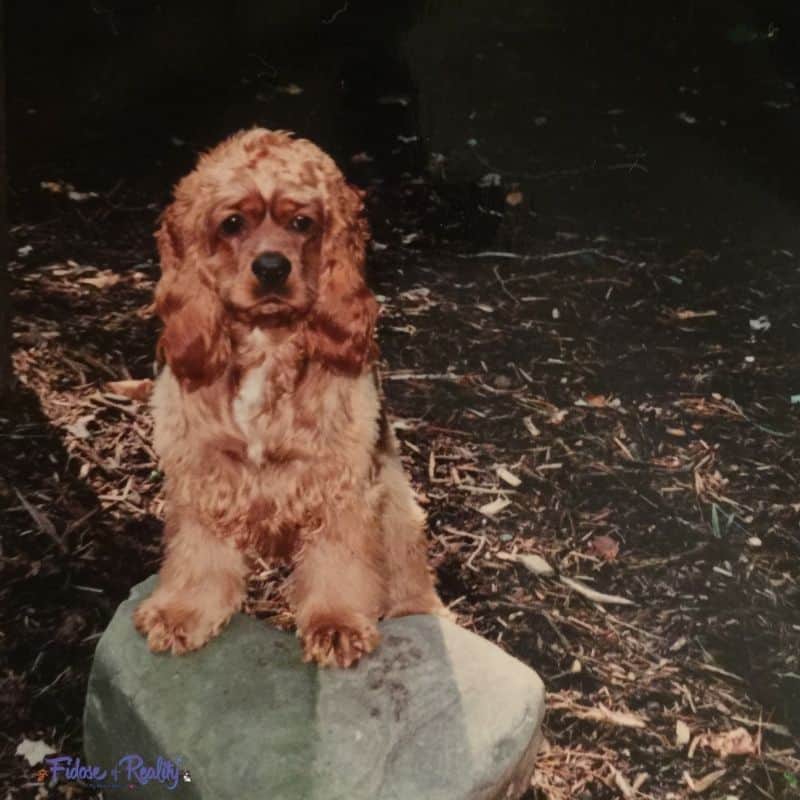 Can Dogs Be Left Alone Overnight