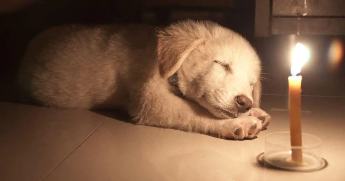 How Long Can A Puppy Hold It Overnight