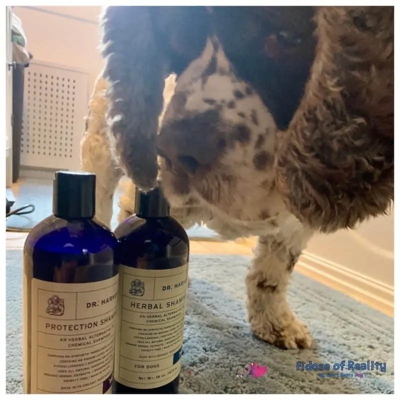 Ingredients In Dog Shampoo To Avoid Fidose of Reality