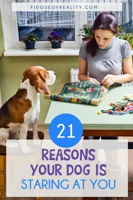 Why Does My Dog Stare At Me? 21 Top Reasons Fidose of Reality