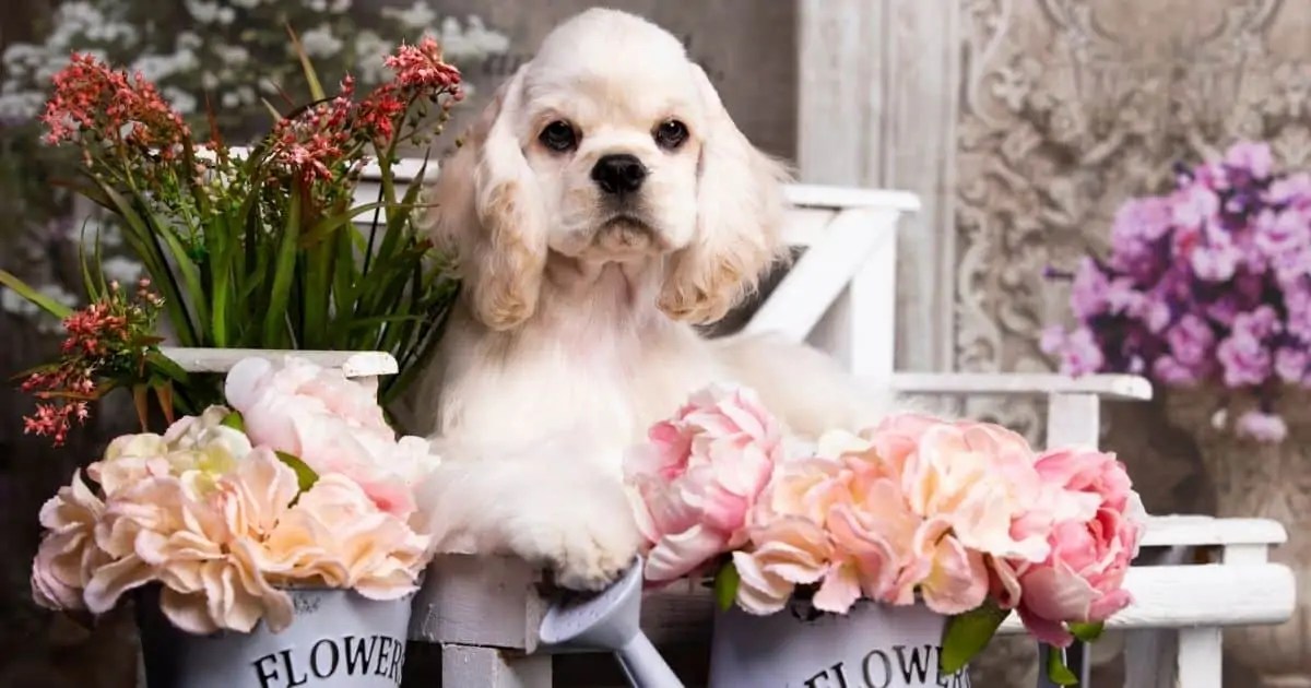 300 Best Cocker Spaniel Names For Girls Fidose of Reality