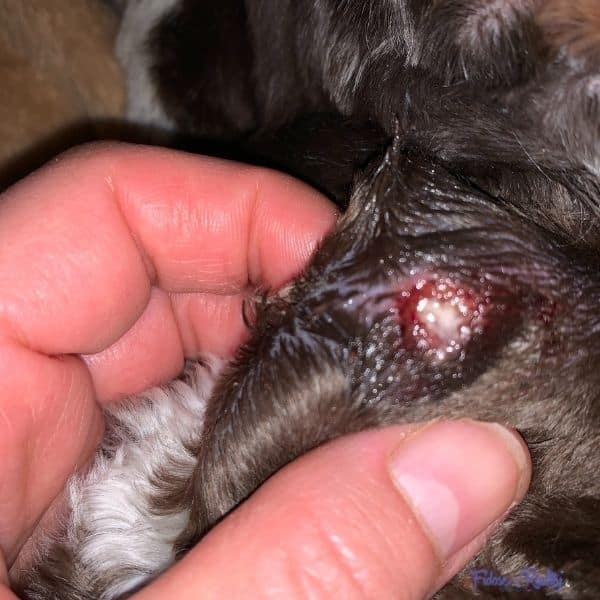 Sebaceous Cysts In Dogs: How To Deal With Them - Fidose Of Reality