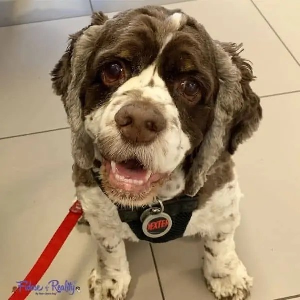 My Dog Died and I Feel Empty Fidose of Reality