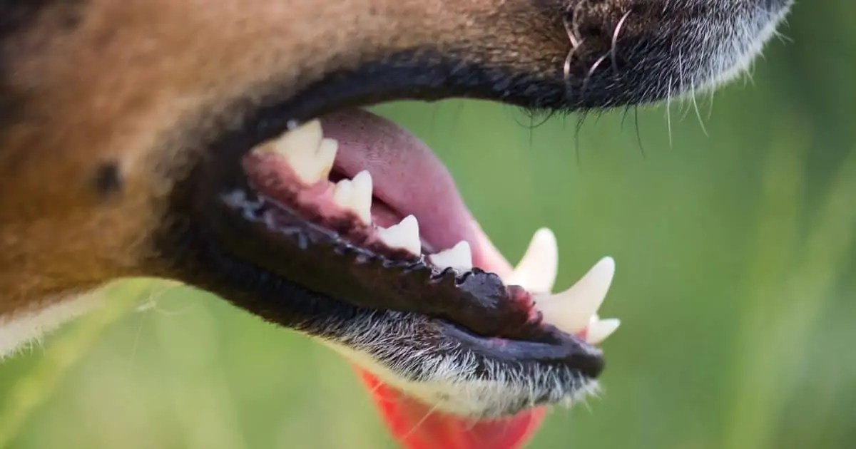 Are Hooves Bad For Dog Teeth