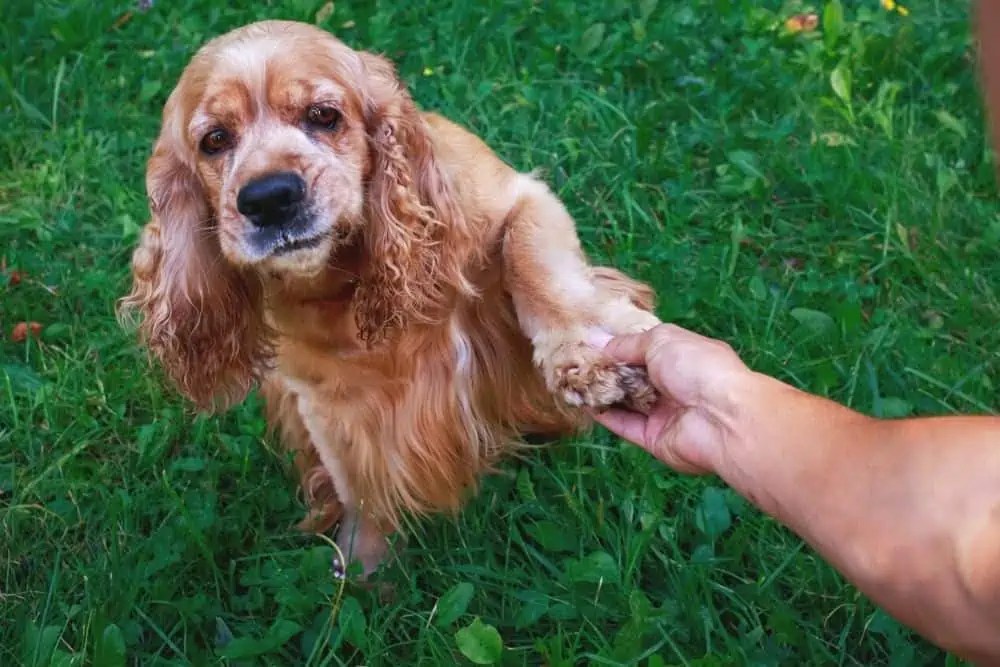 Cocker Spaniel Rescue Groups In The United States Fidose of Reality