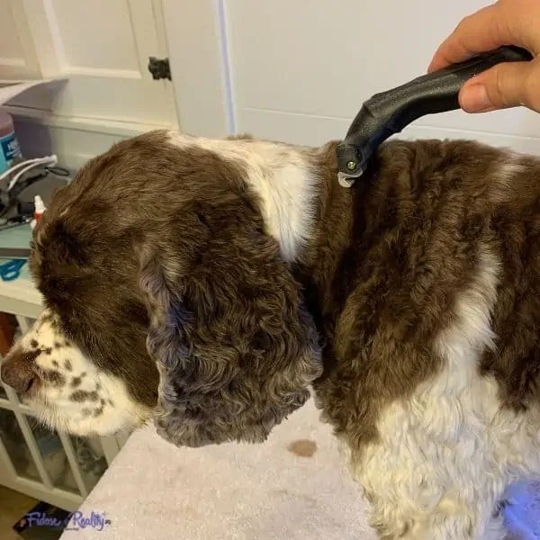 Best Brushes For Cocker Spaniels Fidose of Reality