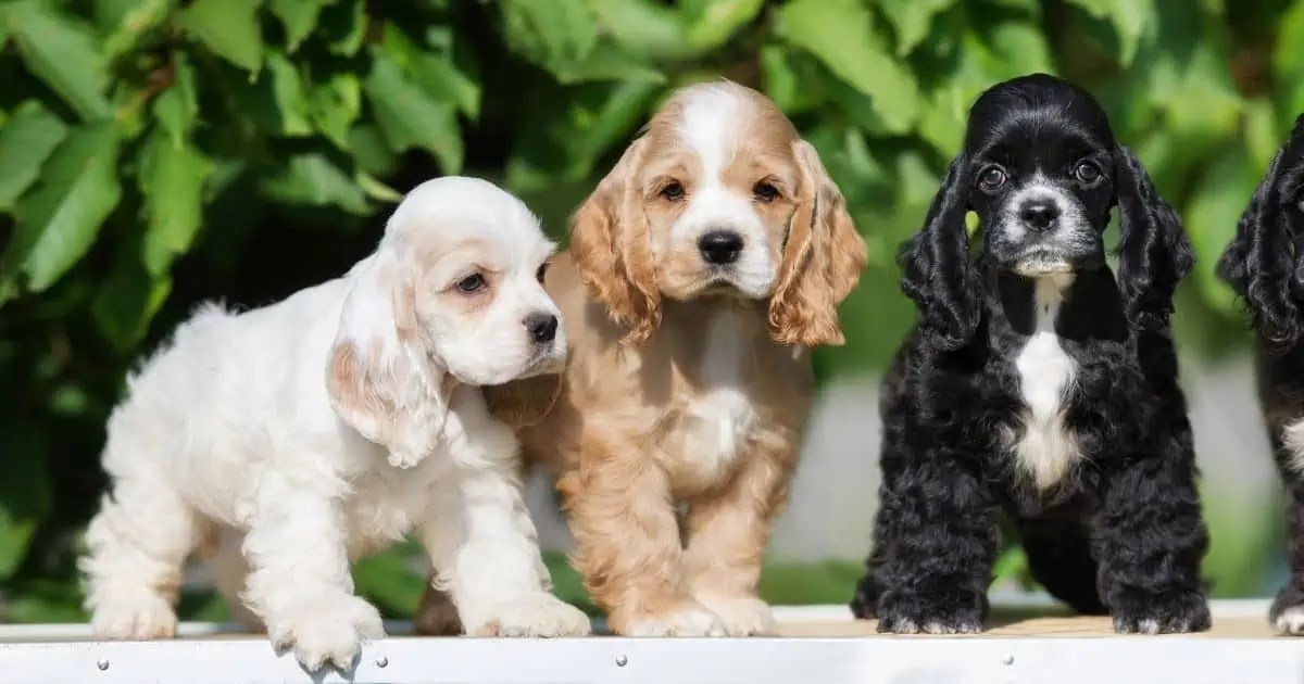 Ultimate Cocker Spaniel Puppy Checklist Everything You Need Fidose