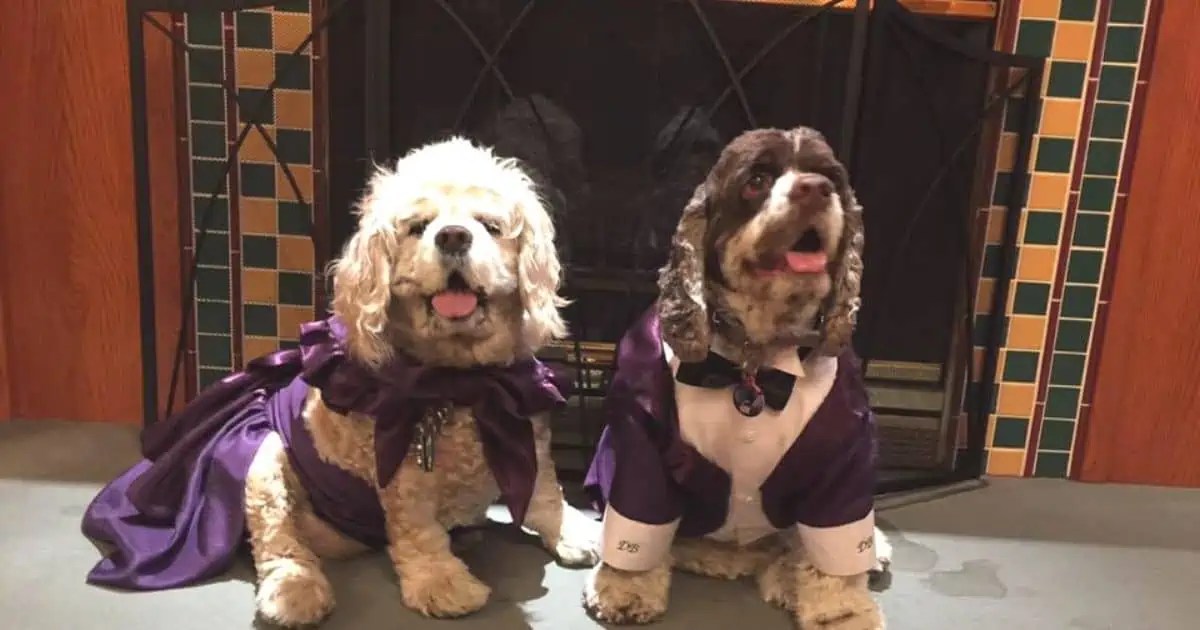 Do Dogs Need Clothing and Why? Fidose of Reality