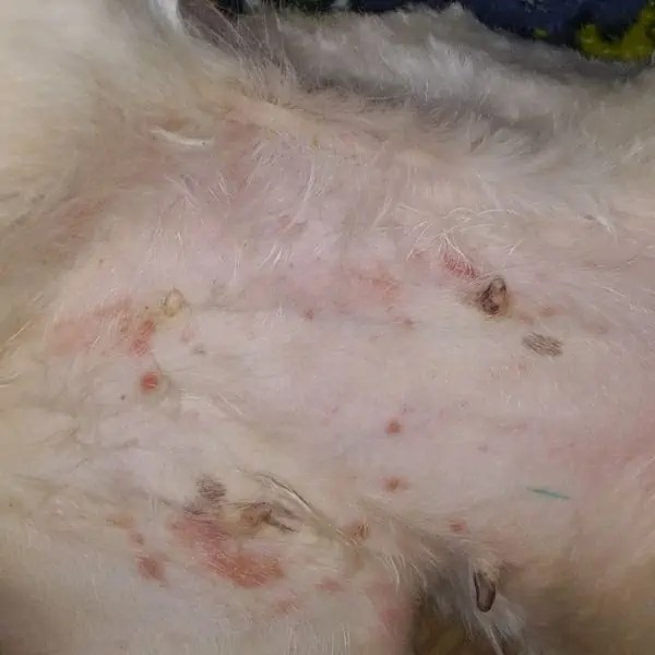 Dog Rash on Belly Causes and Symptoms To Know Fidose of Reality