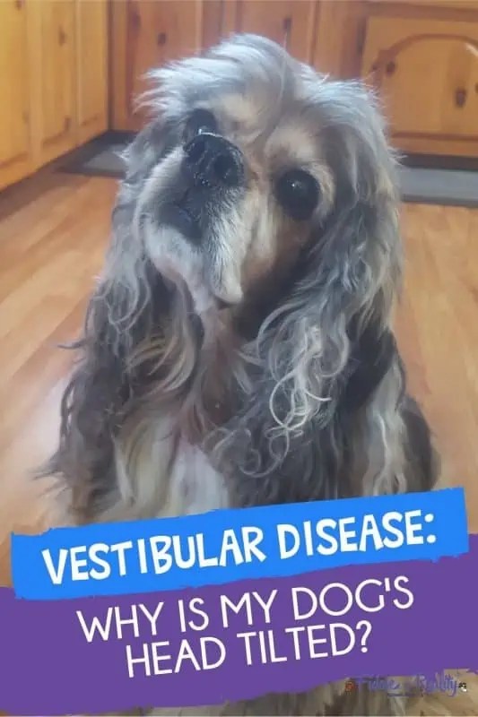 Vestibular Disease In Dogs Why Is My Dog's Head Tilting? Fidose of