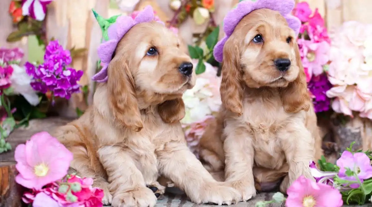 Best Dog Sun Protection Products and Tips Fidose of Reality