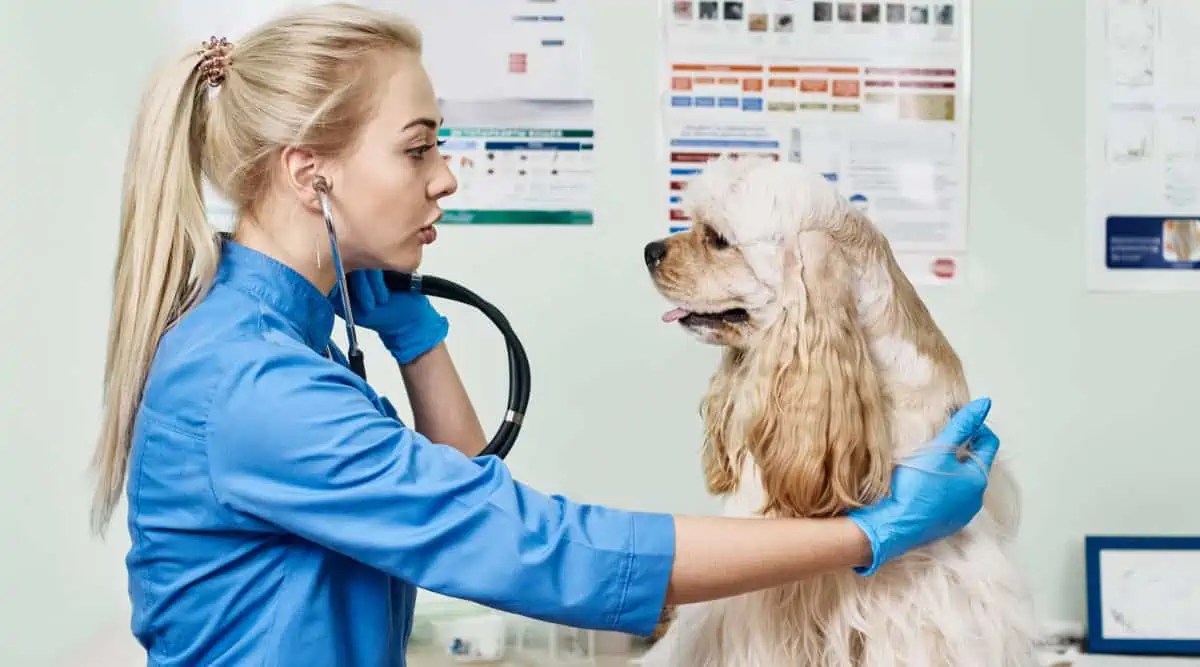 Emergency Vet Near Me Is Full Now What Fidose of Reality