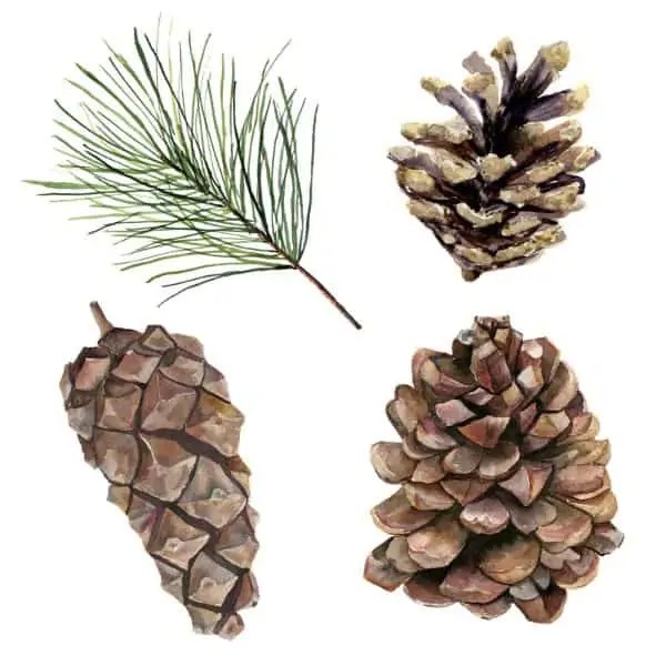 What If A Dog Eats A Pine Cone