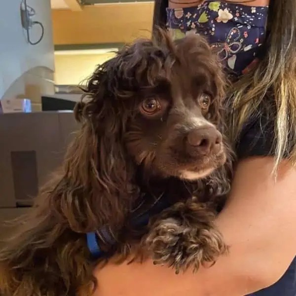 Can Dogs Eat Pine Cones? Fidose of Reality