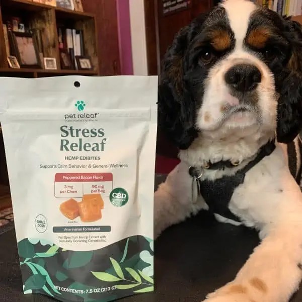 How To Calm a Puppy Down Like A Pro Fidose of Reality