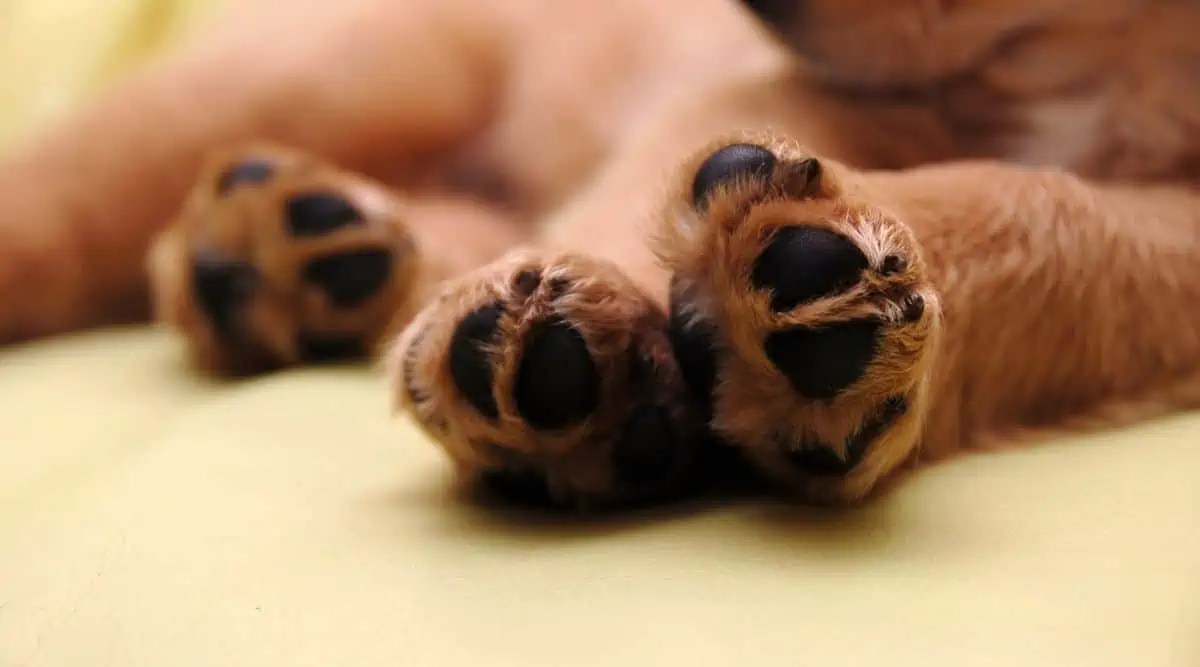Dog Paw Care Professional Tips and Advice Fidose of Reality