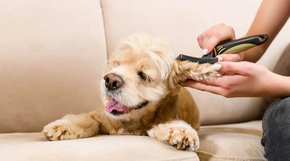 Grooming A Difficult Dog Tips and Tricks Fidose of Reality