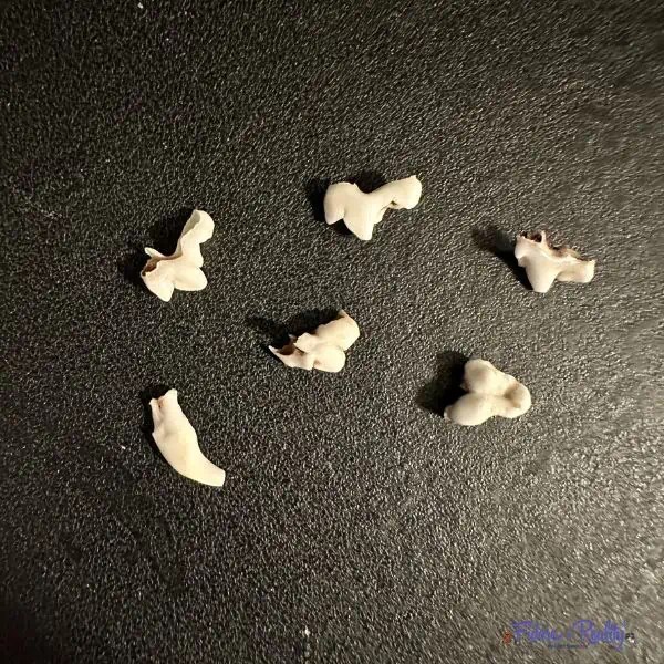 When and How To Start Puppy Teeth Cleaning Fidose of Reality