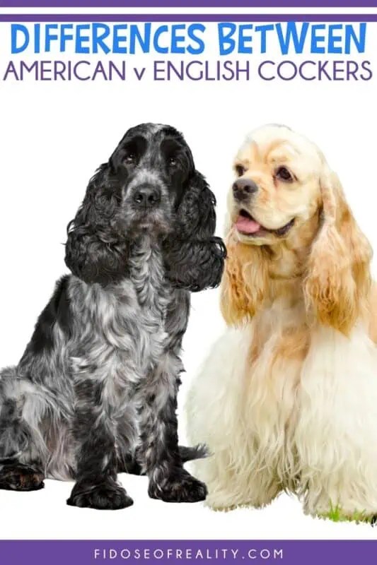 American Vs English Cocker Spaniel Differences Fidose of Reality