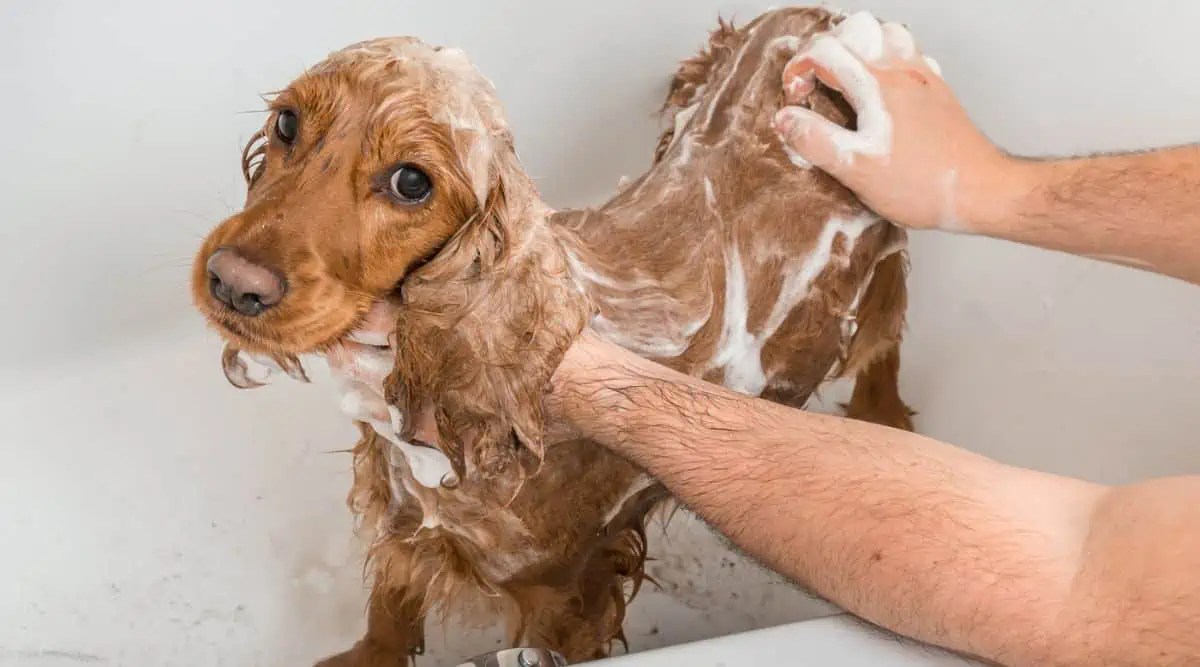 How To Make Dog Fur Soft With Frothing Fidose of Reality