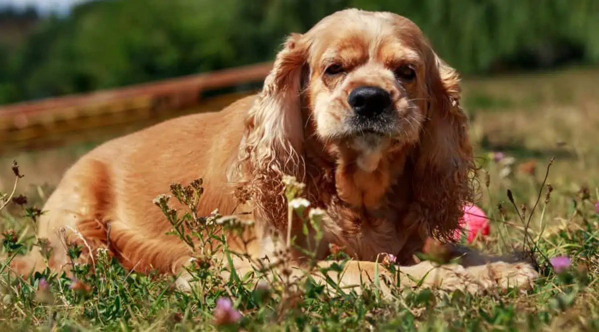 Dementia In Dogs Symptoms, Treatment, and Sundowning Fidose of Reality