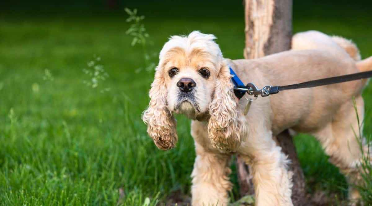 Why Did My Dog Pee On Me? Fidose of Reality