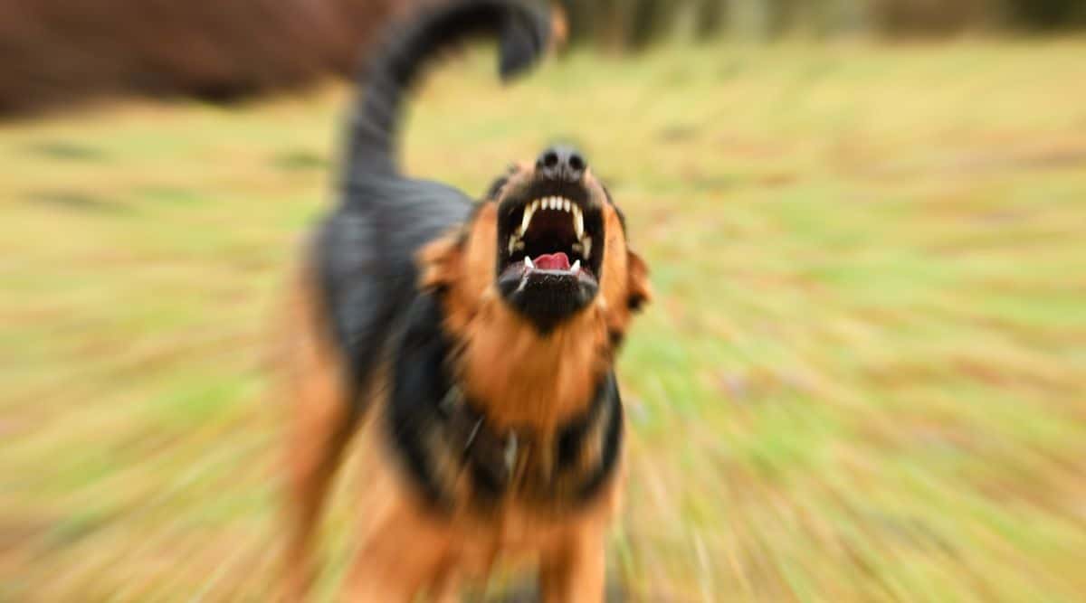 My Dog Was Attacked By Another Dog How To Recover Fidose of Reality