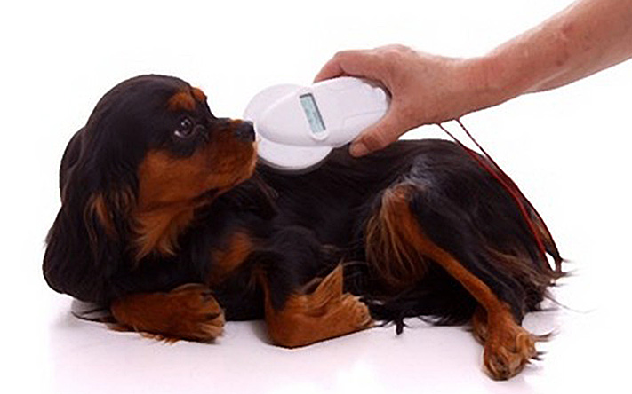 Why should I check my dog's microchip? Fido Universe