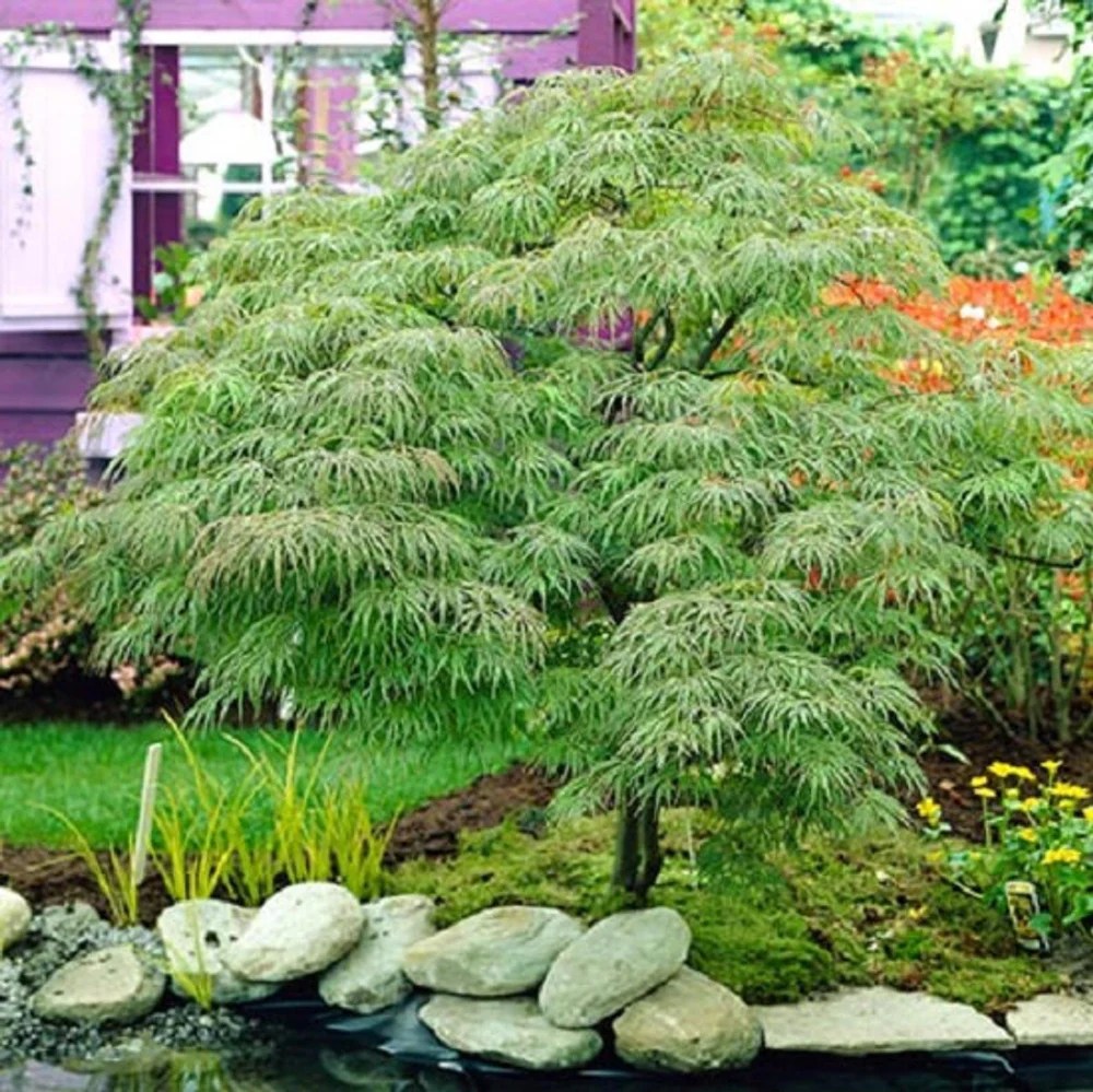 Waterfall Japanese Maple
