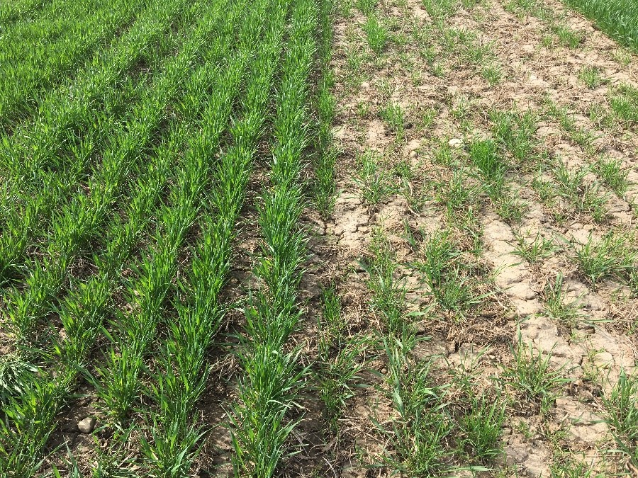 Winter Wheat Establishment It’s All in the Details Field Crop News